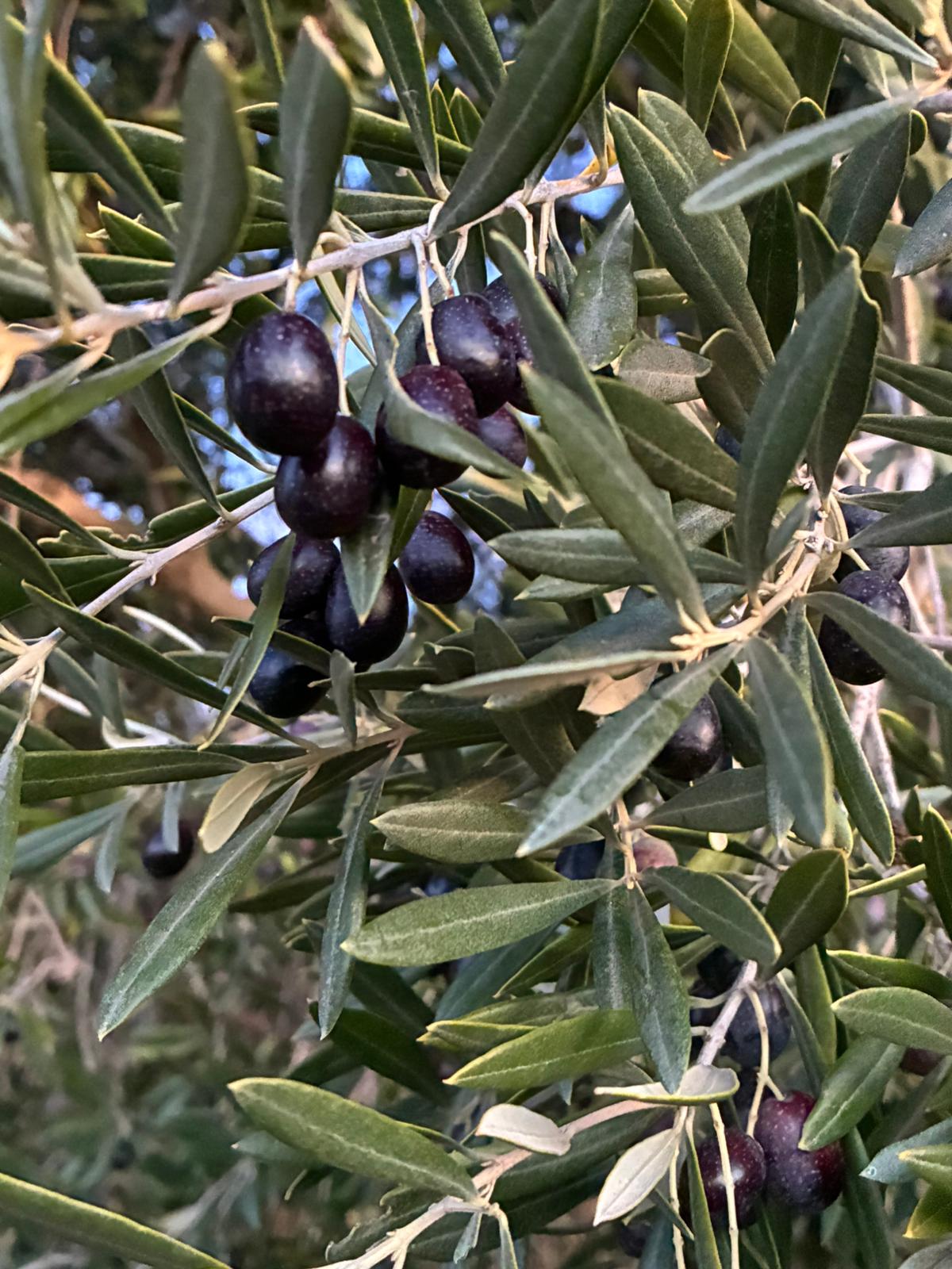 Hand-picking olives in Andalusia